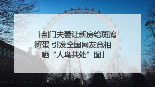 荆门夫妻让新房给斑鸠孵蛋 引发全国网友竞相晒“人鸟共处”图