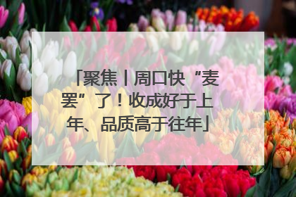聚焦丨周口快“麦罢”了！收成好于上年、品质高于往年