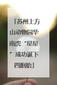 苏州上方山动物园华南虎“星星”成功诞下四胞胎