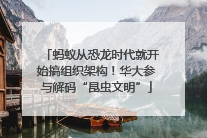 蚂蚁从恐龙时代就开始搞组织架构！华大参与解码“昆虫文明”