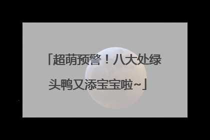 超萌预警！八大处绿头鸭又添宝宝啦~