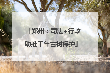 郑州：司法+行政助推千年古树保护