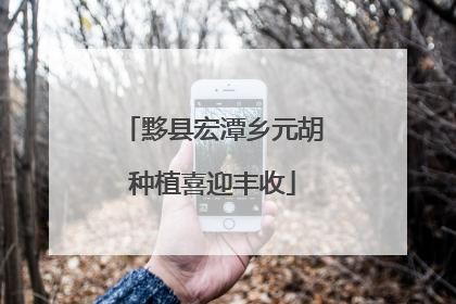 黟县宏潭乡元胡种植喜迎丰收