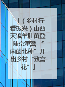 （乡村行·看振兴）山西天镇羊肚菌登陆京津冀 “南菌北种”开出乡村“致富花”