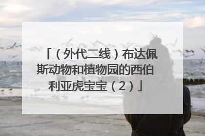（外代二线）布达佩斯动物和植物园的西伯利亚虎宝宝（2）
