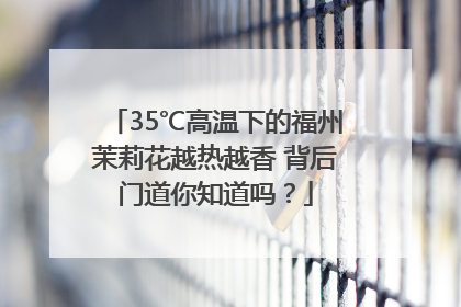 35℃高温下的福州茉莉花越热越香 背后门道你知道吗？